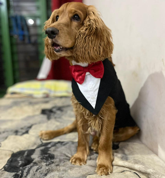 Ceaser's Dog Home-Boarding