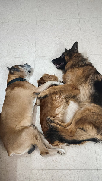 Puppy Boarding in Bangalore