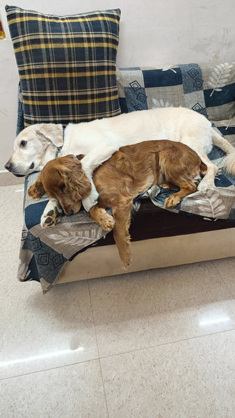 Dog Boarding in Bangalore