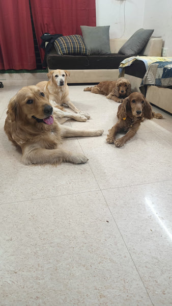 Pet Boarding in Bangalore