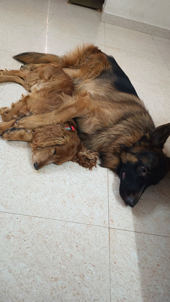 Boarding in Bangalore