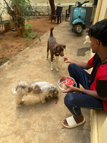 Coco Jaan's Home Boarding @ Anand Nagar, Bangalore