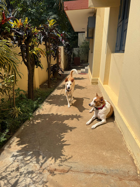 Coco Jaan's Home Boarding @ Anand Nagar, Bangalore