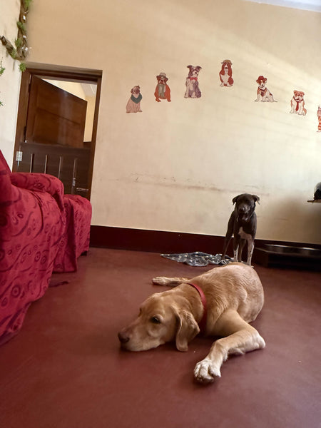 Coco Jaan's Home Boarding @ Anand Nagar, Bangalore