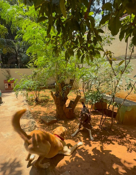 Coco Jaan's Home Boarding @ Anand Nagar, Bangalore