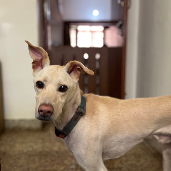 Anvis Home Boarding @ Ganganagar, Bangalore