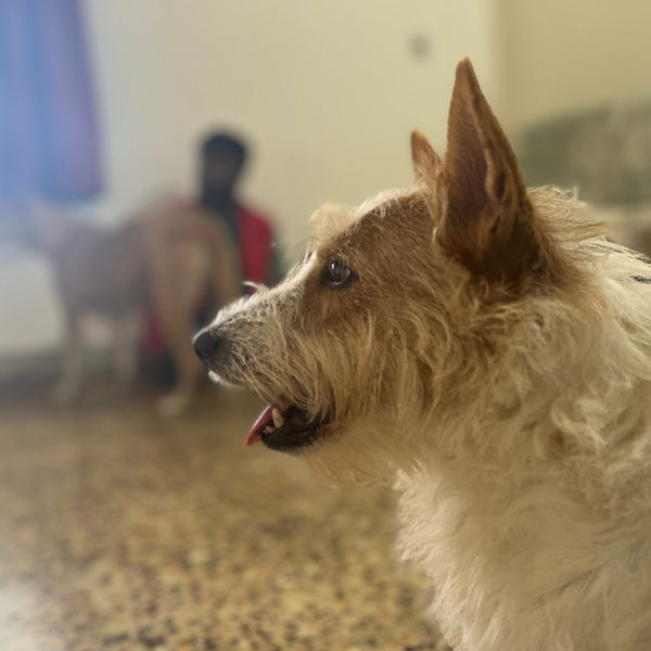 Anvis Home Boarding @ Ganganagar, Bangalore