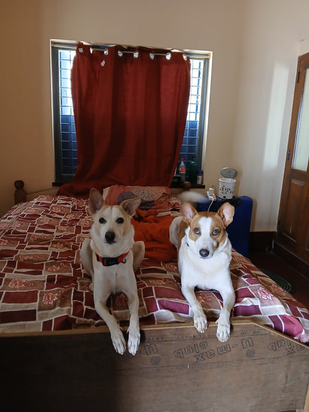 Coco Jaan's Home Boarding @ Anand Nagar, Bangalore