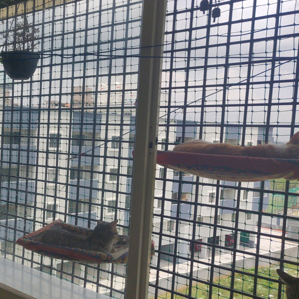 CatSpace Boarding @ Begur, Bangalore