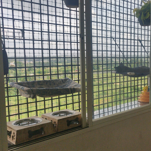 CatSpace Boarding @ Begur, Bangalore