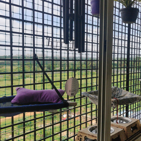 CatSpace Boarding @ Begur, Bangalore