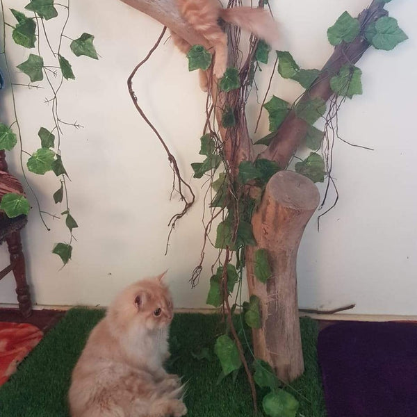 Mallikas Cattery @ SG Palya near Koramangala, Bangalore