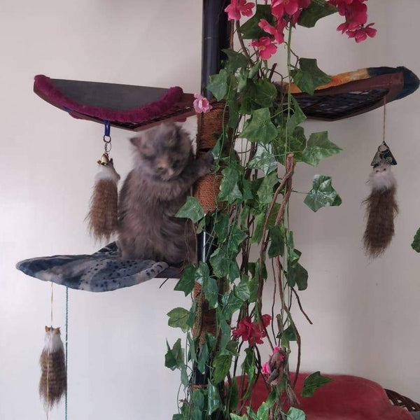 Mallikas Cattery @ SG Palya near Koramangala, Bangalore