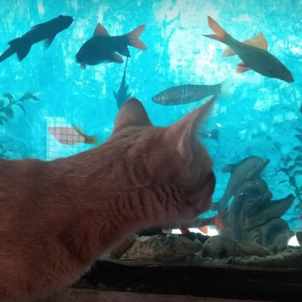 Mallikas Cattery @ SG Palya near Koramangala, Bangalore