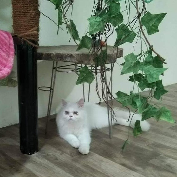 Mallikas Cattery @ SG Palya near Koramangala, Bangalore