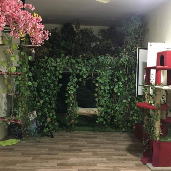 Mallikas Cattery @ SG Palya near Koramangala, Bangalore