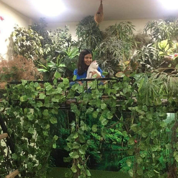 Mallikas Cattery @ SG Palya near Koramangala, Bangalore