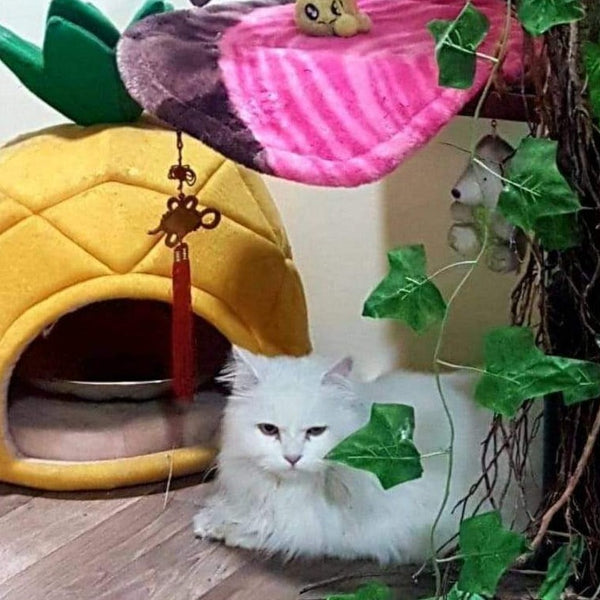 Mallikas Cattery @ SG Palya near Koramangala, Bangalore