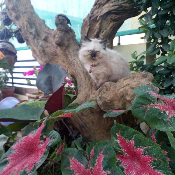 Mallikas Cattery @ SG Palya near Koramangala, Bangalore