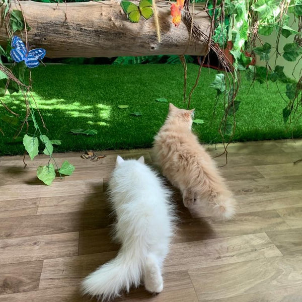 Mallikas Cattery @ SG Palya near Koramangala, Bangalore