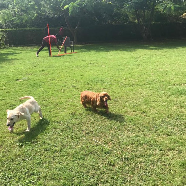 Paw Home Boarding @ 7-10 minutes drive from Bangalore International Airport, Bangalore