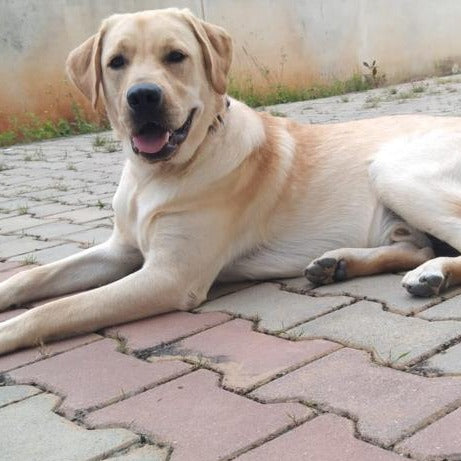 Paw Home Boarding @ 7-10 minutes drive from Bangalore International Airport, Bangalore