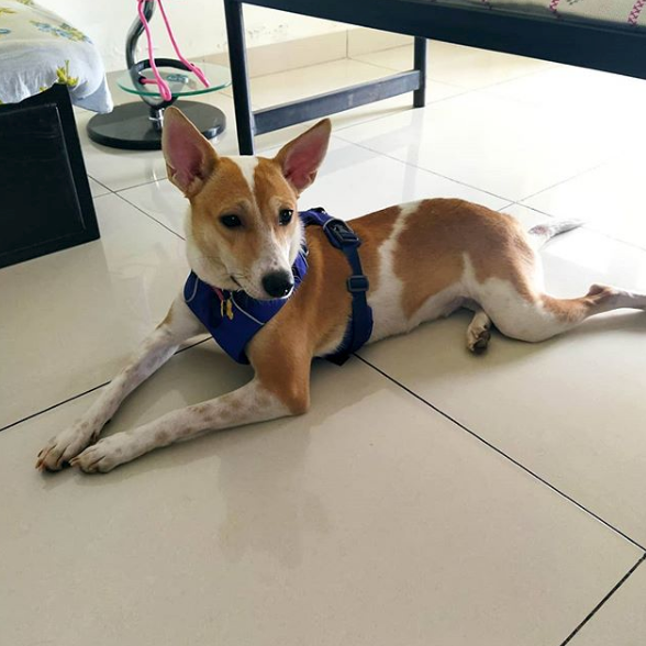 Anvis Home Boarding @ Hegde Nagar (Near Manyata Tech Park), Thanisandra and around, Bangalore