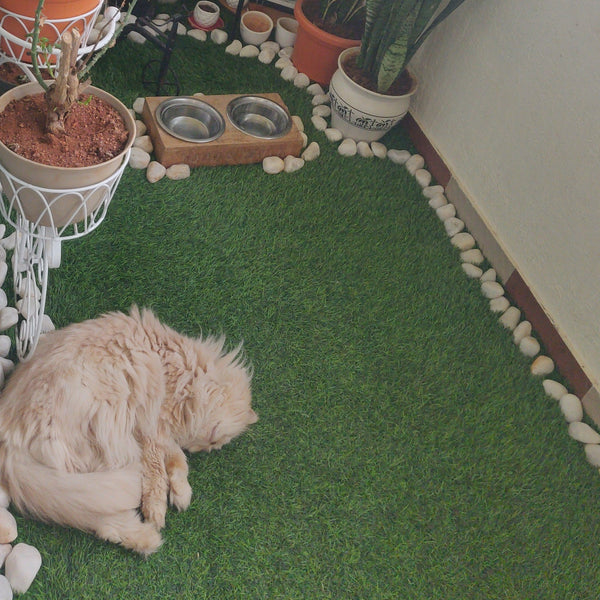 CatSpace Boarding @ Begur, Bangalore