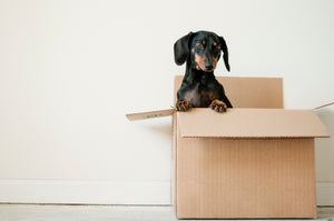DIY games for dogs