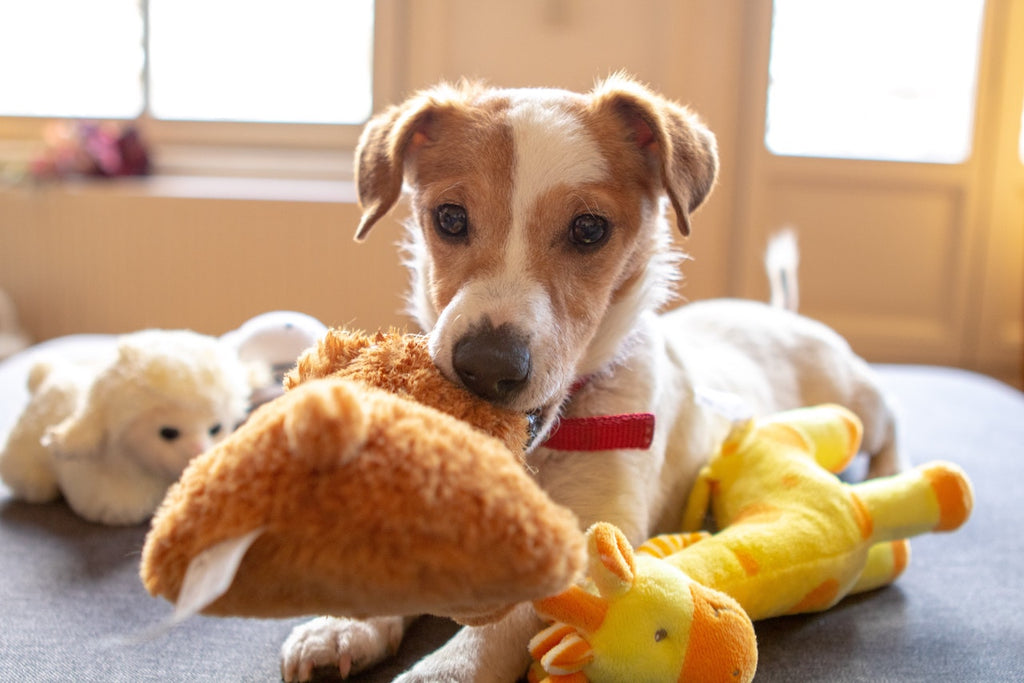 Rainy days and Mondays...how to keep your dog engaged indoors