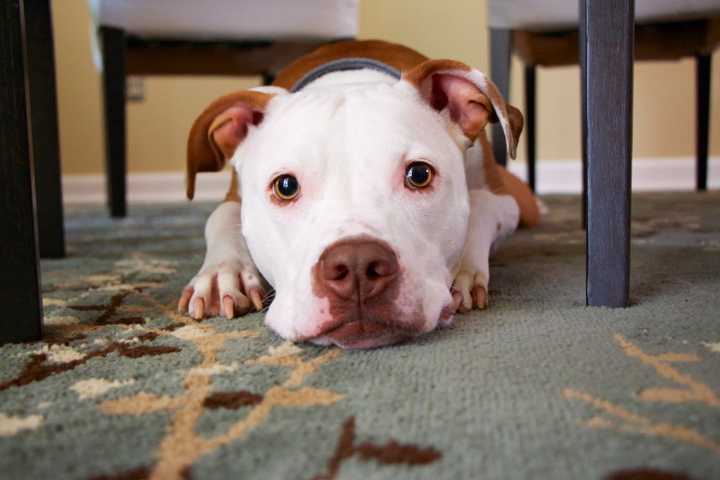 Boarding prep for pet parents