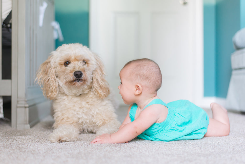 A baby on the way? Worried about your dog?